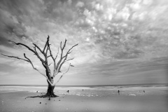 BotanyBay_DSC_3678_BW