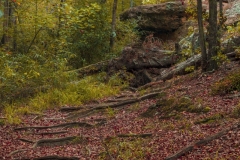 PeachTree_DSC_9682