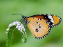 Lepidoptera