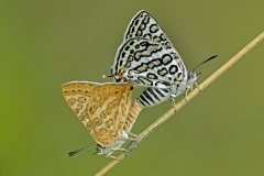 Apharitis lilacinus - Lilac Silverline