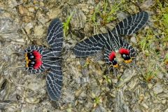 Bhutanitis lidderdali - Bhutan Glory