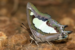 Charaxes agrarius - Anomalous Nawab