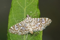 CrambidaeMoth_DSC_0021_JPRF