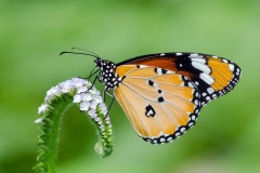 Danaus chrysippus - Plain Tiger