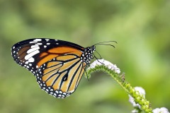 Danaus genutia - Striped Triger