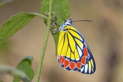 Delias eucharis - Indian Jezebel