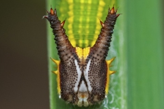 Elymnias caudata - Tailed Palmfly