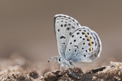 Euphilotes ancilla - Ancilla Blue