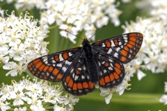 Euphydryas gillettii - Gillette's checkerspot