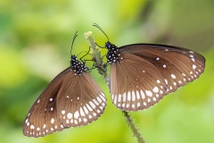 Euploea core - Common Crow
