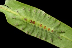 Euthalia lubentina - Gaudy Baron