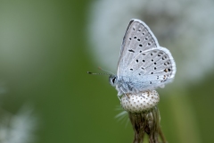 Icaricia saepiolus - Greenish Blue