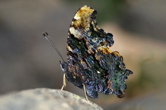 Kaniska canace - Blue Admiral