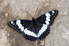 Limenitis weidemeyerii - Weidemeyer's admiral