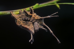 Lobster Moth