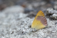 Lycaena nivalis - Lilac Copper