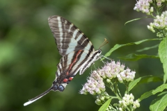 Protographium marcellus - Zebra Swallowtail