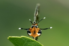 Spindasis vulcanus - Common Silverline