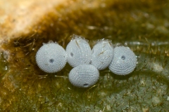Virachola isocrates - Common Guava Blue