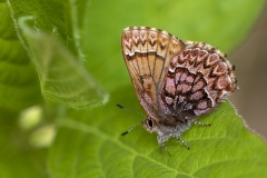 Callophrys eryphon - Western Pine Elfin