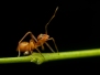 Wildlife & Nature