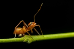 AntMimickingSpider_DSC_0554_JPRF