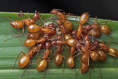 Ants_DSC_3372_CongareeNP