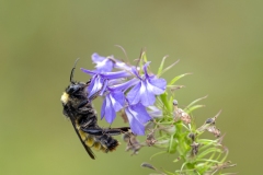 BumbleBee_DSC_9584_CongareeNP