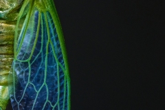 Cicada_DSC_2625