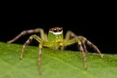 JumpingSpider_DSC_0269_JPRF