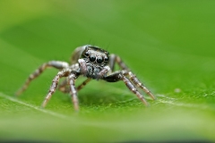 JumpingSpider_DSC_2504