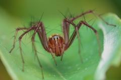 LynxSpider_DSC_0581_JPRF