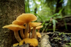 Mushroom1_DSC_2745_CongareeNP