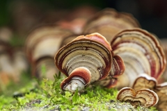 Mushroom_DSC_3250_CongareeNP
