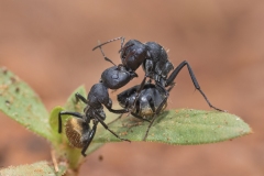 Nif_AntFound_576133472_53470604-1