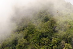 OrientalHoneyBuzzard_DSC_3669_Ramalingam_2017-08