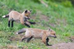 RedFoxKits_DSC_7338_2019-06-17
