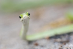 RoughGreenSnake_DSC_4466_CongareeNP_2019-03-30