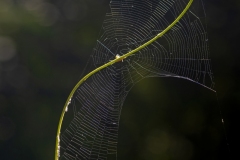 SpiderBacklight_DSC_0006_JPRF