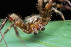 Spider_DSC_3204_CongareeNP