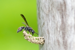 UnknownWasp_Ramalingam_2017-08